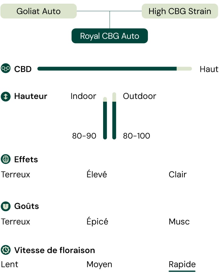 Infographie détaillant les caractéristiques de la variété de cannabis Royal CBG Auto, y compris des attributs tels qu'une teneur élevée en CBG, une vitesse de floraison rapide, une hauteur compacte et des effets comme la concentration et la clarté.