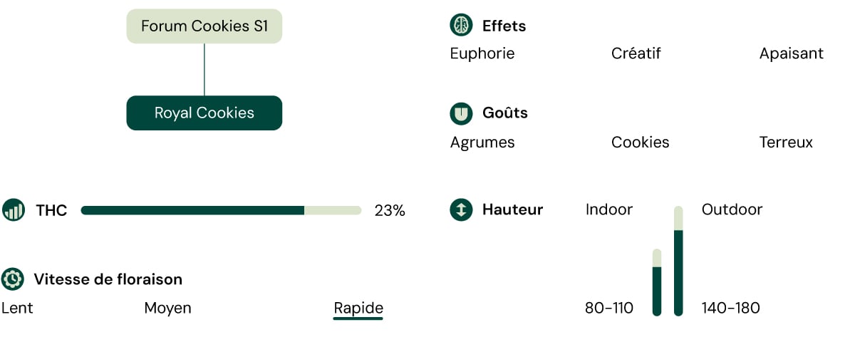 Royal Cookies Strain Characteristics