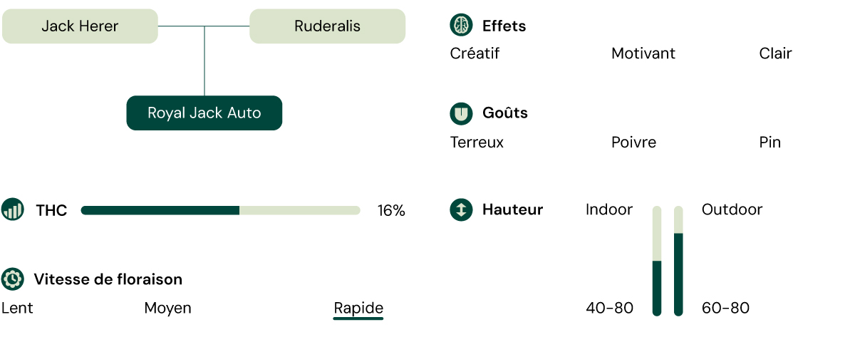 Caractéristiques de la variété de cannabis Royal Jack Auto : taille, temps de floraison, THC, effets, goût, conditions de culture