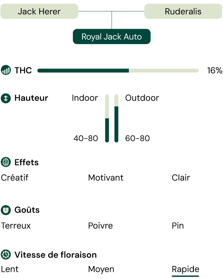 Caractéristiques de la variété de cannabis Royal Jack Auto : taille, temps de floraison, THC, effets, goût, conditions de culture