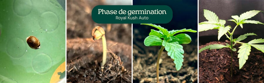 Royal Kush Auto Germination