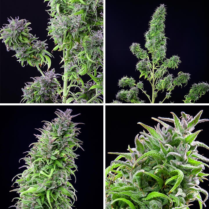 Collage de quatre images présentant la plante de cannabis Royal THCV sous différents angles, mettant en valeur ses têtes denses et son enrobage givré de trichomes. Une variété à dominance sativa avec un équilibre entre THCV et THC de Royal Queen Seeds.