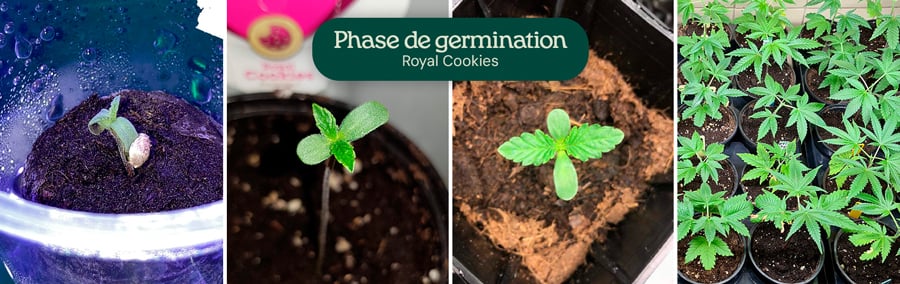 Royal Cookies Germination