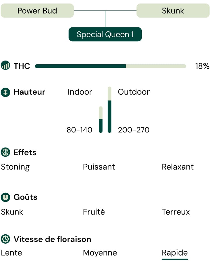 Alt text: Une représentation visuelle de la variété de cannabis Special Queen 1, mettant en évidence ses caractéristiques telles que le taux de THC, la hauteur, le temps de floraison, les effets, les goûts et l'apparence.