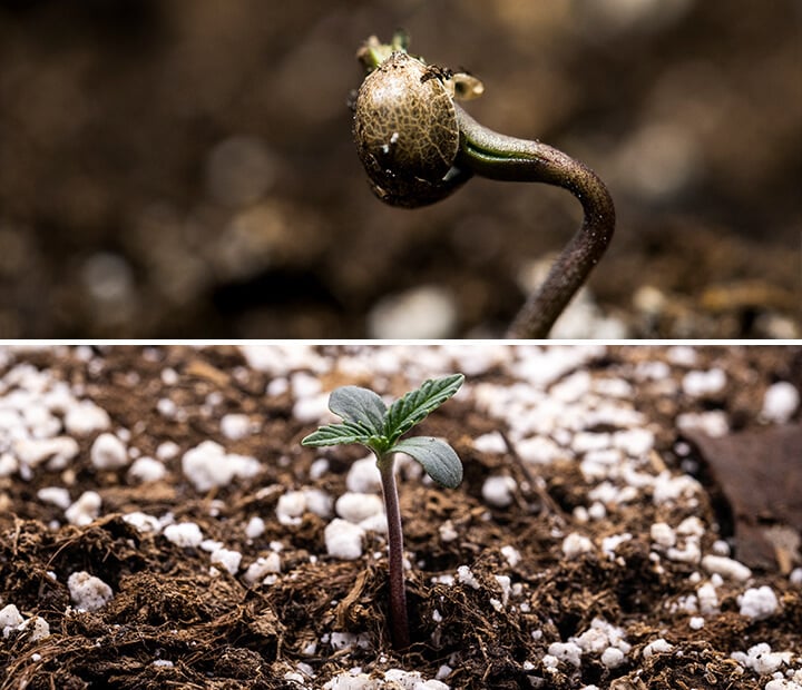 Triptyque de trois images montrant la phase de semis du cannabis : la première image présente un gros plan d'une graine de cannabis, la deuxième montre le processus de germination avec la graine en train de germer et une racine pivotante visible, et la troisième illustre une plante de cannabis âgée d'une semaine avec des feuilles vraies en développement. Ce guide visuel souligne les étapes clés de la croissance, y compris l'imbibition et la transition de la graine à la semis.