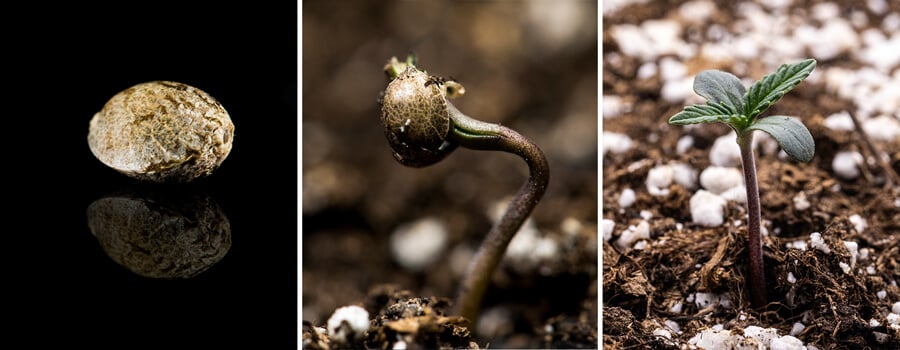 Triptyque de trois images montrant la phase de semis du cannabis : la première image présente un gros plan d'une graine de cannabis, la deuxième montre le processus de germination avec la graine en train de germer et une racine pivotante visible, et la troisième illustre une plante de cannabis âgée d'une semaine avec des feuilles vraies en développement. Ce guide visuel souligne les étapes clés de la croissance, y compris l'imbibition et la transition de la graine à la semis.