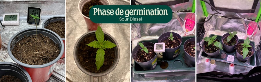 Sour Diesel Germination