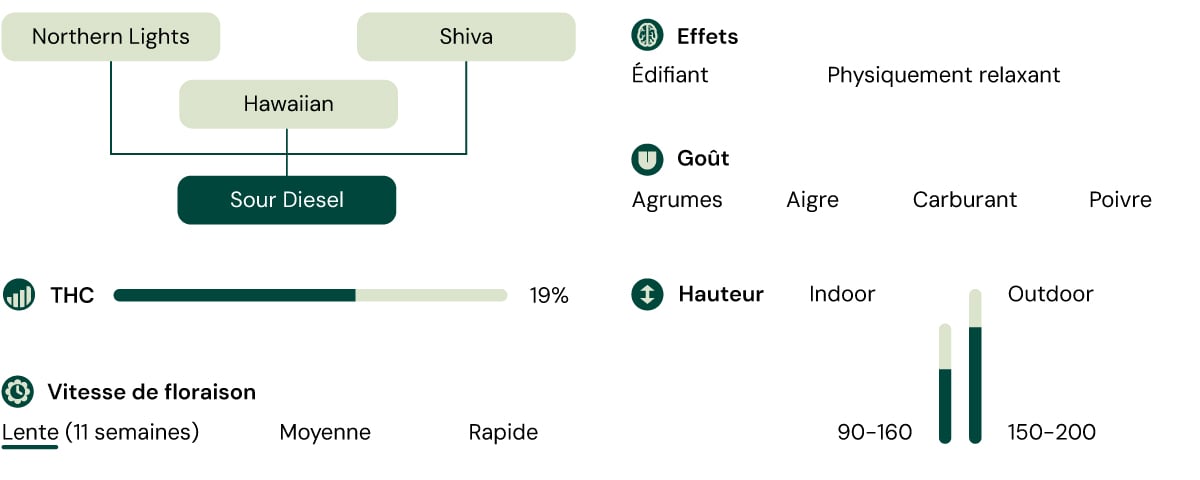 Sour Diesel Characteristics