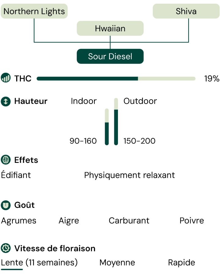 Sour Diesel Characteristics