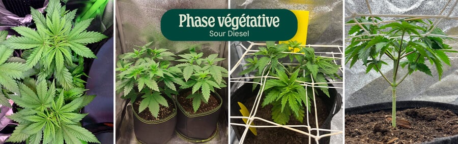 Sour Diesel Vegetative Phase