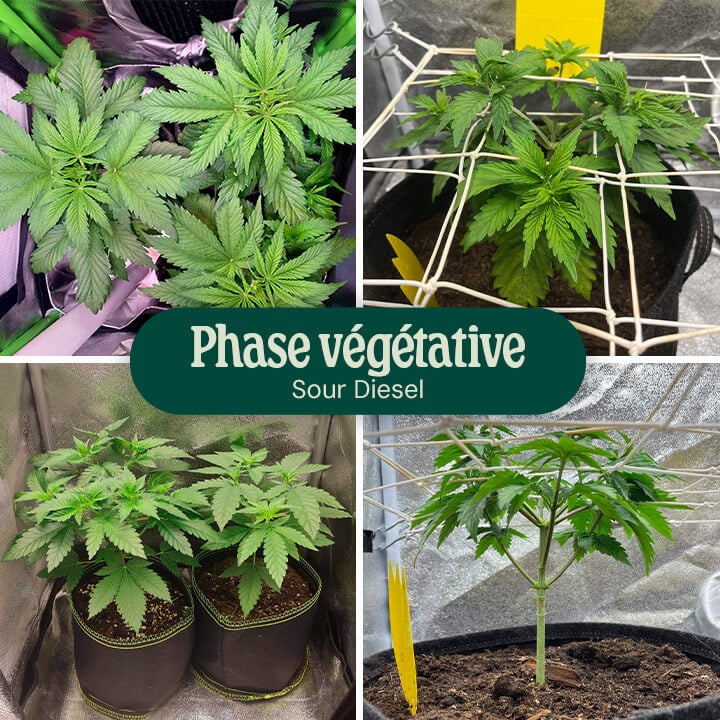 Sour Diesel Vegetative Phase