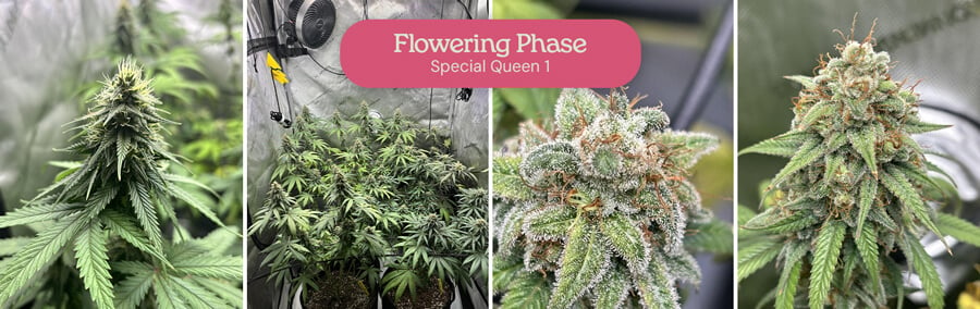 Un collage montrant la phase de floraison des plants de cannabis Special Queen 1, avec des gros plans sur les têtes et des plantes à différents stades de développement.