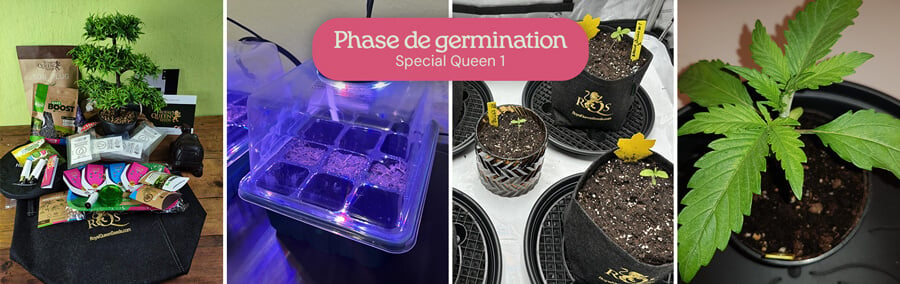  Un collage montrant le processus de germination des graines de cannabis Special Queen 1, y compris les graines dans un plateau de germination, les semis dans des pots et un semis mature.