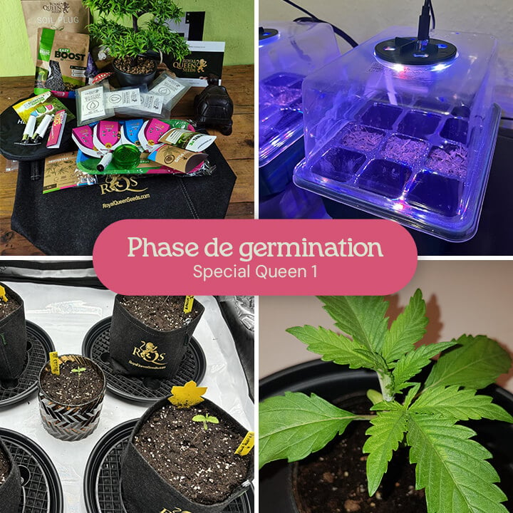  Un collage montrant le processus de germination des graines de cannabis Special Queen 1, y compris les graines dans un plateau de germination, les semis dans des pots et un semis mature.