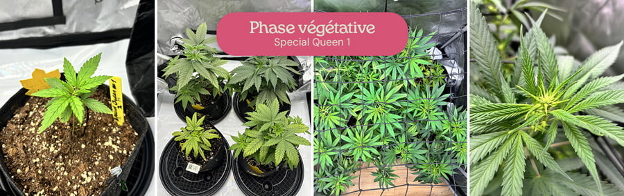 Un collage montrant la croissance végétative des plants de cannabis Special Queen 1, des petites plantules aux plantes matures en pots et une plante plus grande dans une tente de culture.