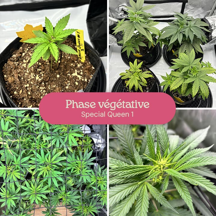 Un collage montrant la croissance végétative des plants de cannabis Special Queen 1, des petites plantules aux plantes matures en pots et une plante plus grande dans une tente de culture.