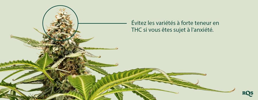 Un gros plan d'une plante de cannabis avec un bouton mis en évidence. Le texte "Évitez les variétés à forte teneur en THC si vous êtes un utilisateur sujet à l'anxiété" est à côté du bouton.