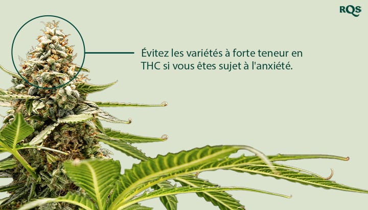 Un gros plan d'une plante de cannabis avec un bouton mis en évidence. Le texte "Évitez les variétés à forte teneur en THC si vous êtes un utilisateur sujet à l'anxiété" est à côté du bouton.