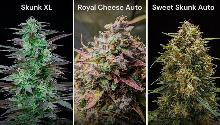 Un collage de trois variétés de cannabis : Skunk XL avec des bourgeons denses, Royal Cheese Auto avec des pistils orange et Sweet Skunk Auto avec des bourgeons verts et violets.