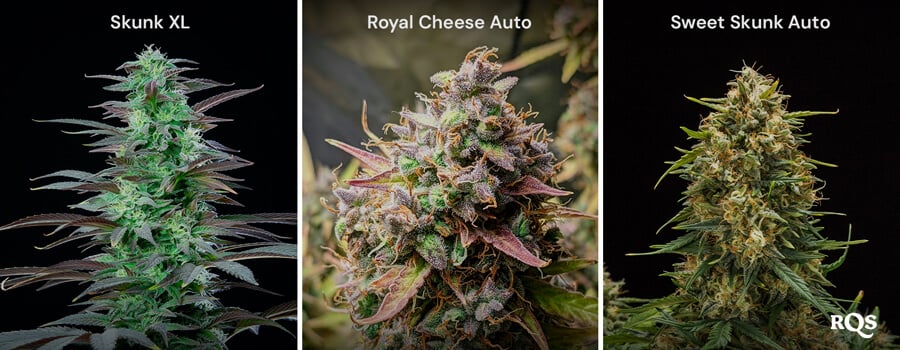 Un collage de trois variétés de cannabis : Skunk XL avec des bourgeons denses, Royal Cheese Auto avec des pistils orange et Sweet Skunk Auto avec des bourgeons verts et violets.