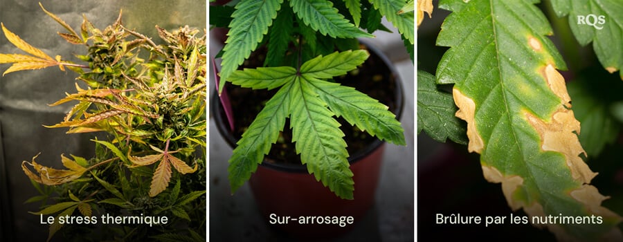 Un collage de trois plantes de cannabis montrant 