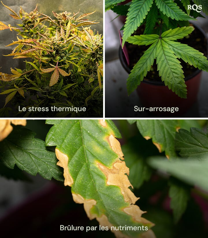 Un collage de trois plantes de cannabis montrant 