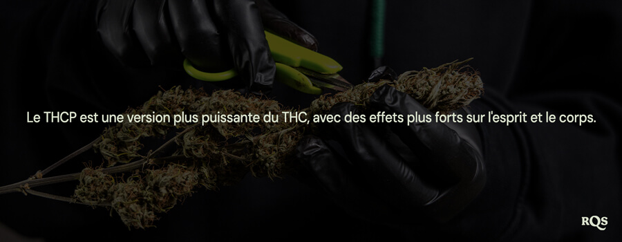 Personne en gants noirs taillant une plante de cannabis, mettant en évidence que "le THCP est une version plus puissante du THC avec des effets plus forts sur l'esprit et le corps."