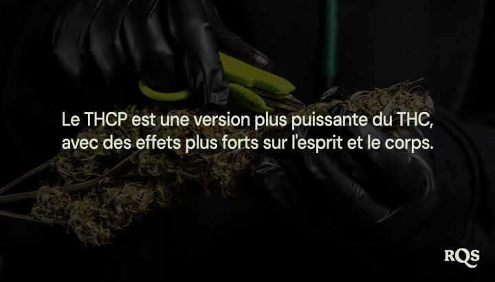 Personne en gants noirs taillant une plante de cannabis, mettant en évidence que "le THCP est une version plus puissante du THC avec des effets plus forts sur l'esprit et le corps."