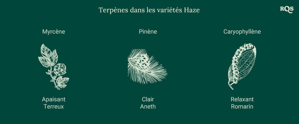 Graphique présentant trois terpènes des variétés de cannabis Haze, chacun associé à une illustration de plante. Les effets comme la relaxation, l'énergie et la concentration sont listés en dessous.