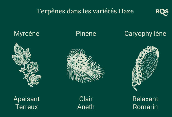 Graphique présentant trois terpènes des variétés de cannabis Haze, chacun associé à une illustration de plante. Les effets comme la relaxation, l'énergie et la concentration sont listés en dessous.