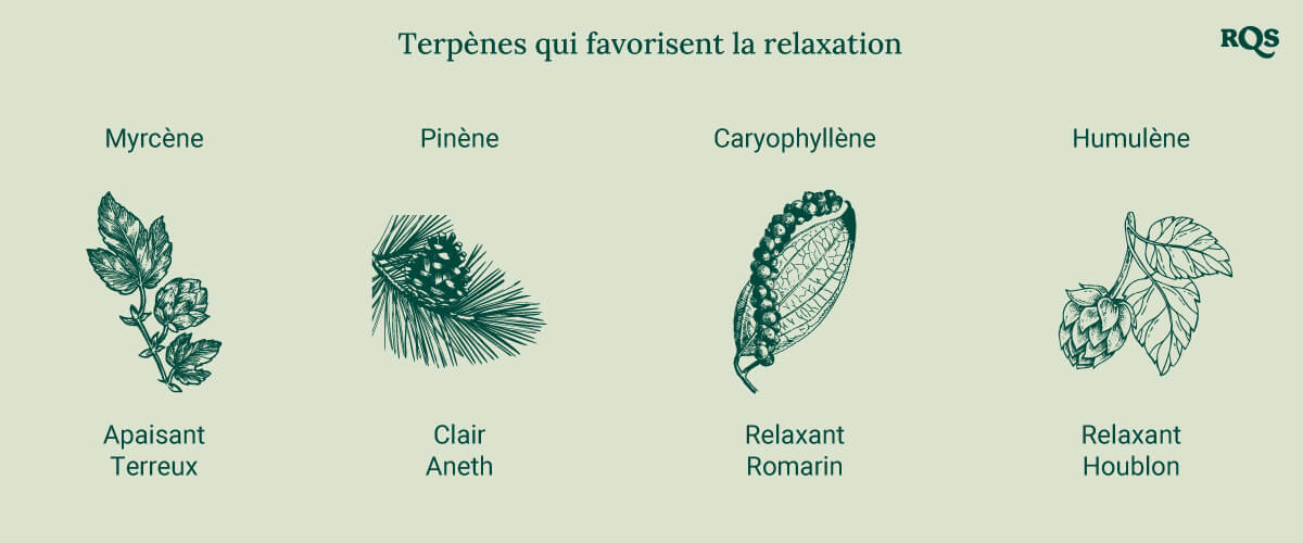 Un diagramme présentant les terpènes relaxants, dont le Myrcène, le Pinène, le Caryophyllène et l'Humulène, classés par ordre alphabétique avec des images des plantes sources, mettant en avant leurs effets apaisants.