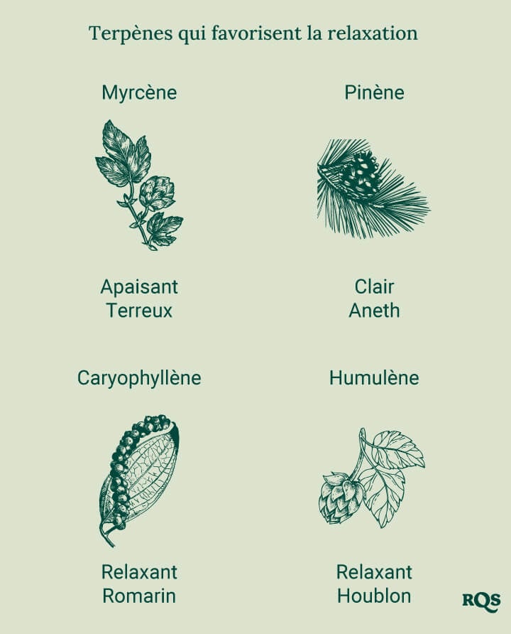 Un diagramme présentant les terpènes relaxants, dont le Myrcène, le Pinène, le Caryophyllène et l'Humulène, classés par ordre alphabétique avec des images des plantes sources, mettant en avant leurs effets apaisants.