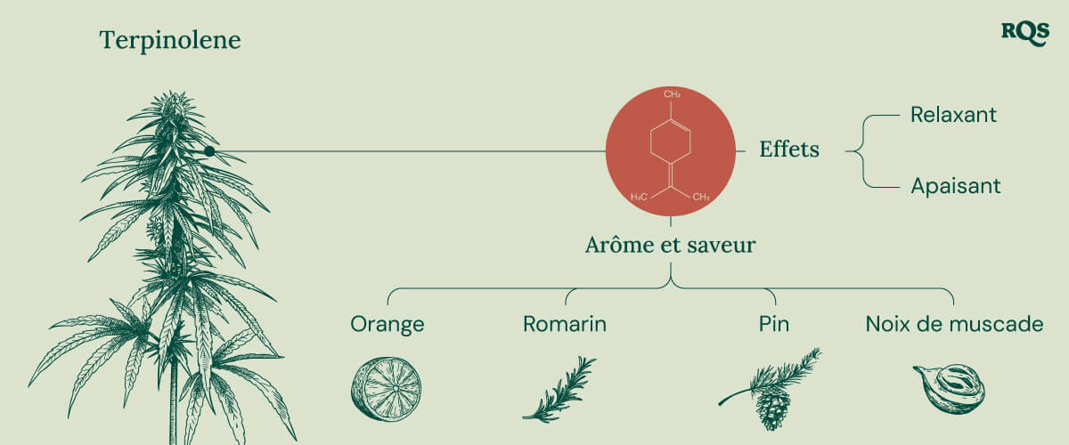 "Infographie sur le Terpinolène : La structure chimique, l'arôme, la saveur et les effets du terpinolène, un terpène présent dans le cannabis.  "