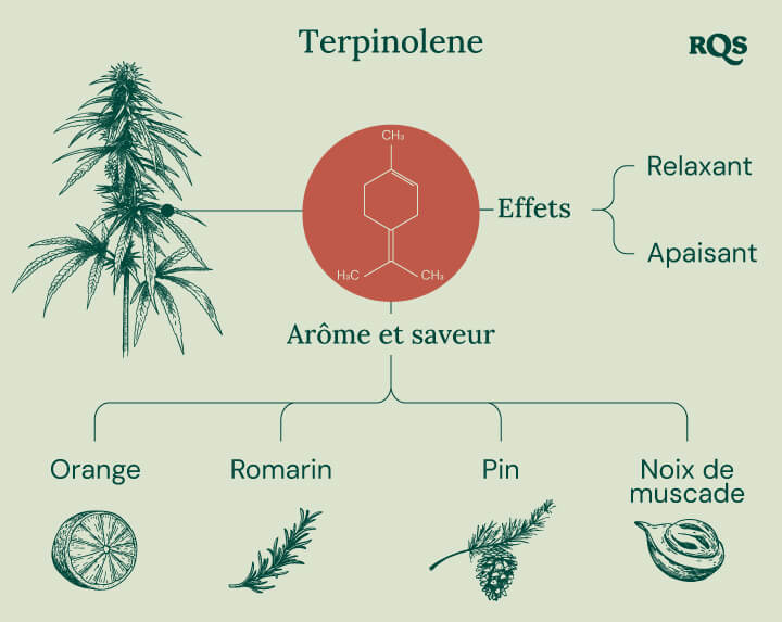 "Infographie sur le Terpinolène : La structure chimique, l'arôme, la saveur et les effets du terpinolène, un terpène présent dans le cannabis.  "