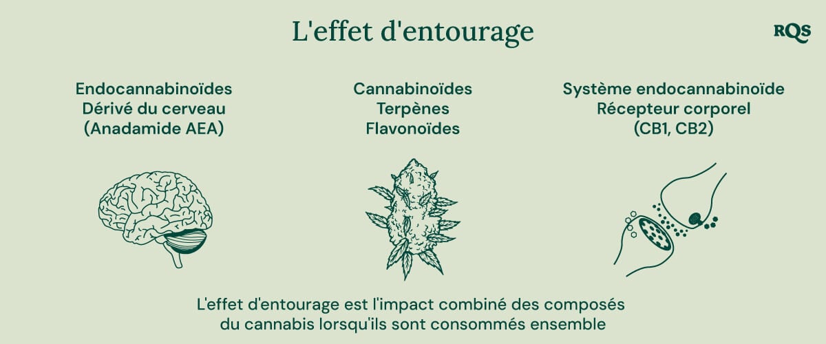 Infographie représentant comment différents composés du cannabis interagissent dans le corps. Elle illustre la relation entre les endocannabinoïdes, les cannabinoïdes, les terpènes, les flavonoïdes et les récepteurs corporels du système endocannabinoïde. Le diagramme montre un cerveau, un bourgeon de cannabis et des récepteurs cellulaires pour représenter comment ces éléments fonctionnent ensemble.