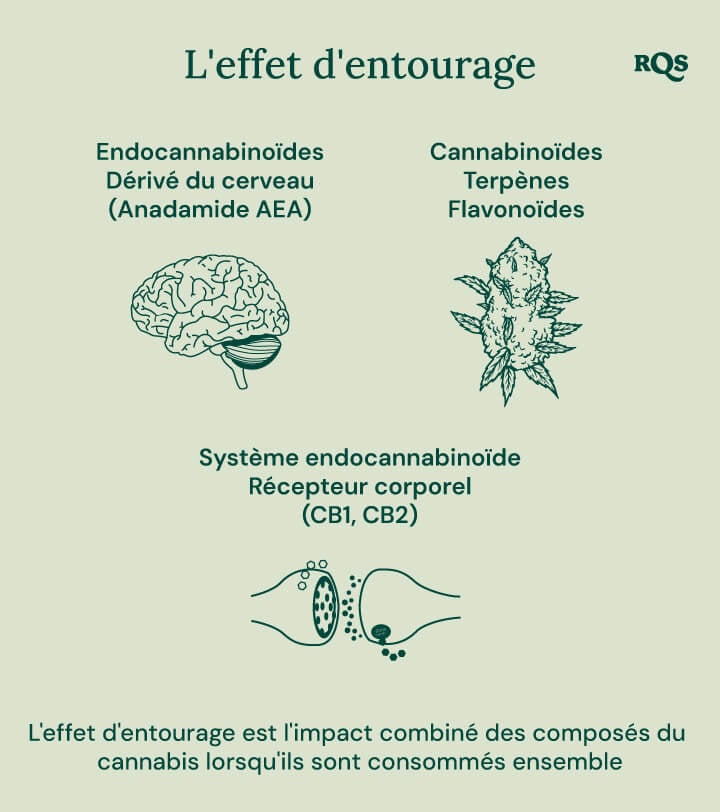 Infographie représentant comment différents composés du cannabis interagissent dans le corps. Elle illustre la relation entre les endocannabinoïdes, les cannabinoïdes, les terpènes, les flavonoïdes et les récepteurs corporels du système endocannabinoïde. Le diagramme montre un cerveau, un bourgeon de cannabis et des récepteurs cellulaires pour représenter comment ces éléments fonctionnent ensemble.