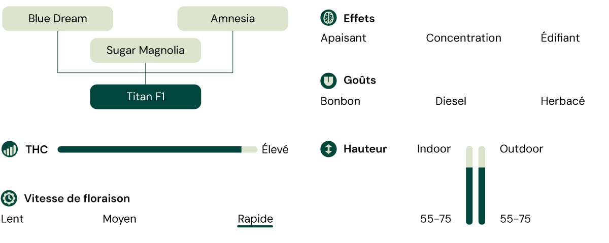 Diagramme de la souche de cannabis Titan F1 présentant les souches parentales, les effets, le profil de saveur, le niveau de THC, la hauteur de la plante et la vitesse de floraison rapide.