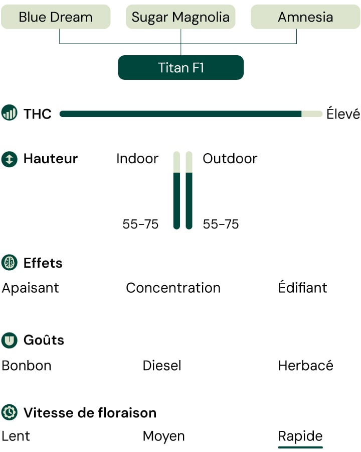 Diagramme de la souche de cannabis Titan F1 présentant les souches parentales, les effets, le profil de saveur, le niveau de THC, la hauteur de la plante et la vitesse de floraison rapide.