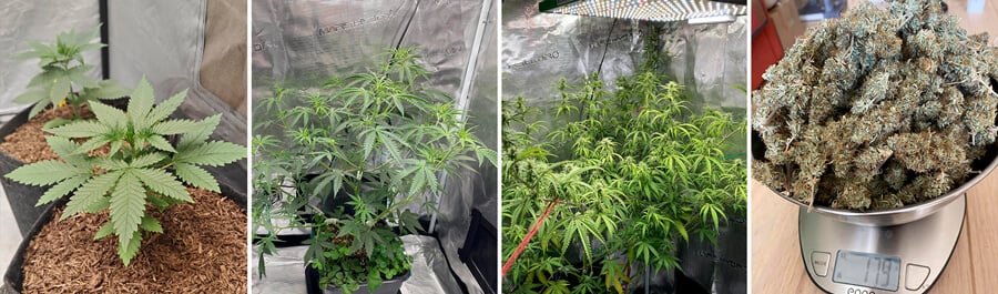 Stades de croissance de la variété de cannabis Trainwreck Auto. Les trois premières images montrent la plante à différents stades de croissance en intérieur. La dernière image montre les bourgeons récoltés placés sur une balance numérique.