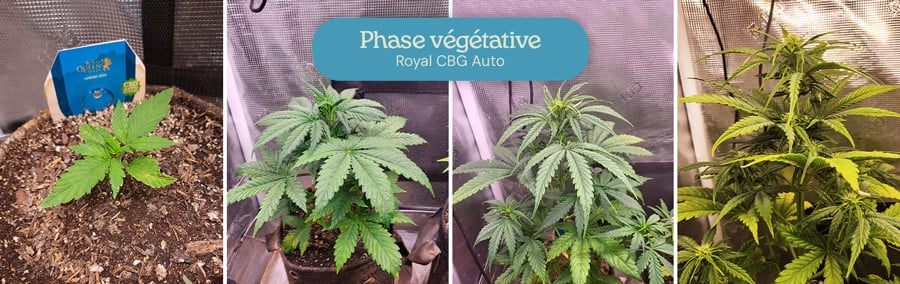 Phase végétative de la variété de cannabis Royal CBG Auto. Les images montrent de jeunes plantes avec des feuilles vertes luxuriantes, poussant plus haut et plus fournies au fur et à mesure qu'elles progressent dans les premières étapes de développement.