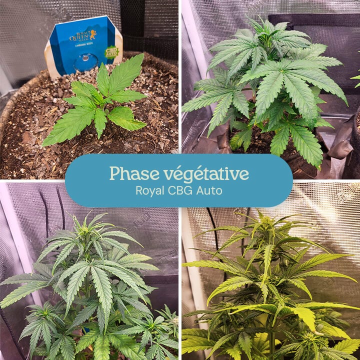 Phase végétative de la variété de cannabis Royal CBG Auto. Les images montrent de jeunes plantes avec des feuilles vertes luxuriantes, poussant plus haut et plus fournies au fur et à mesure qu'elles progressent dans les premières étapes de développement.