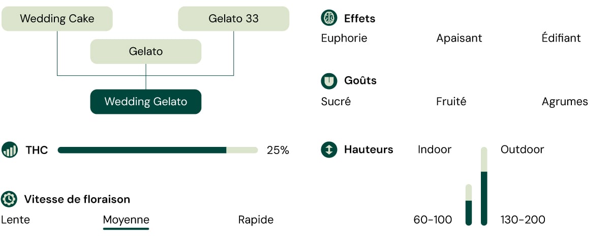 Infographie illustrant les caractéristiques de la variété de cannabis Wedding Gelato, mettant en avant son contenu de 60 % d'indica et de 25 % de THC, ainsi que des descriptions de son arôme, de son profil de saveur et de ses effets cérébraux et physiques équilibrés.