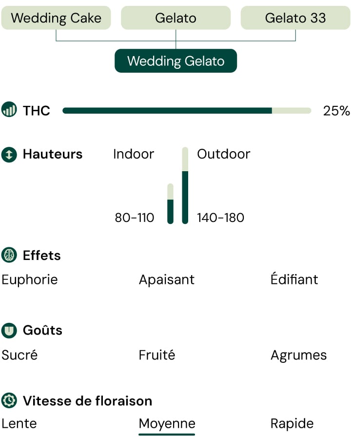 Infographie illustrant les caractéristiques de la variété de cannabis Wedding Gelato, mettant en avant son contenu de 60 % d'indica et de 25 % de THC, ainsi que des descriptions de son arôme, de son profil de saveur et de ses effets cérébraux et physiques équilibrés.