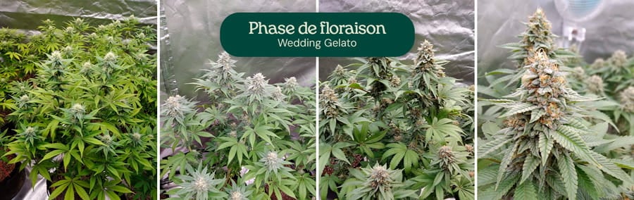 Image montrant la phase de floraison des plants de cannabis Wedding Gelato, mettant en avant leur étirement considérable, leurs grappes de bourgeons aromatiques et leurs fleurs enrobées de trichomes, prêtes à être récoltées après 8 à 10 semaines à l'intérieur.