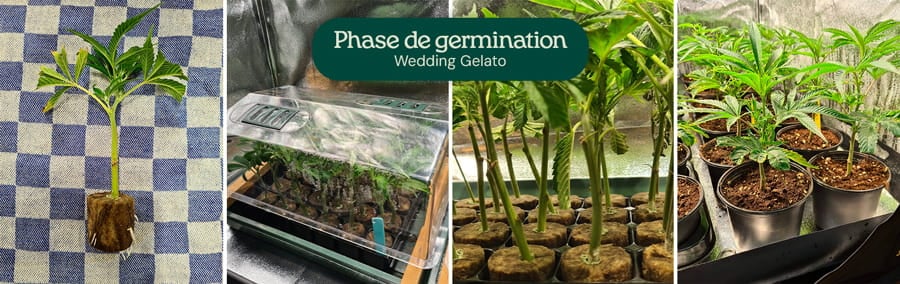 Image montrant la phase de germination des graines de cannabis Wedding Gelato, mettant en avant les graines fraîches et les premières étapes de croissance, adaptées aux cultivateurs débutants et expérimentés.