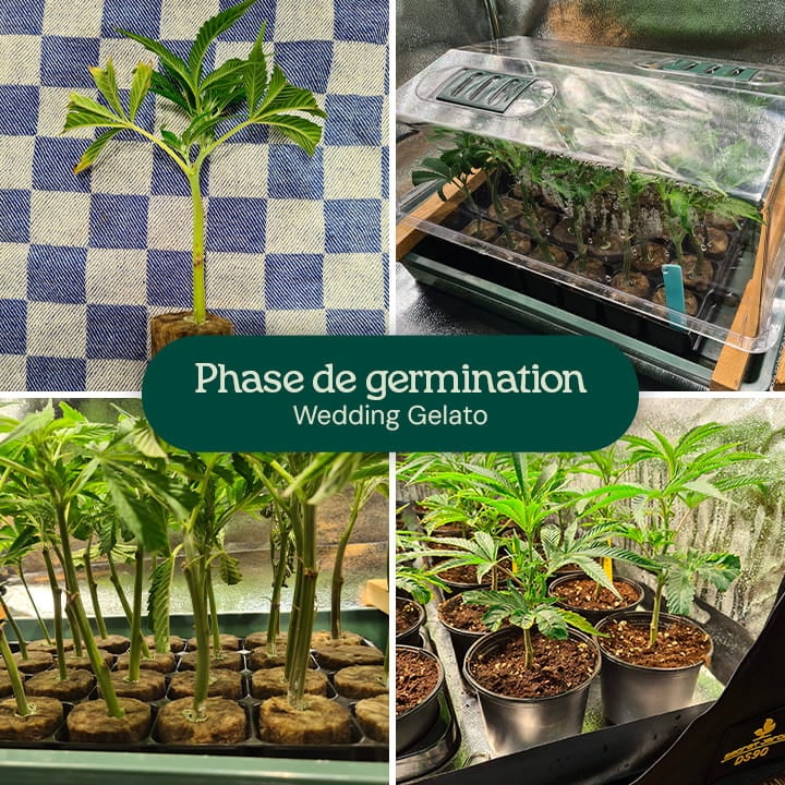 Image montrant la phase de germination des graines de cannabis Wedding Gelato, mettant en avant les graines fraîches et les premières étapes de croissance, adaptées aux cultivateurs débutants et expérimentés.