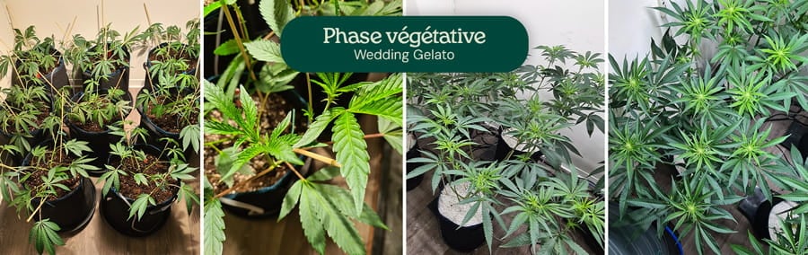 Image montrant la phase végétative des plants de cannabis Wedding Gelato, illustrant leur structure hybride typique avec des feuilles en éventail de taille modérée et une tige centrale solide, adaptée aux cultivateurs débutants et expérimentés.