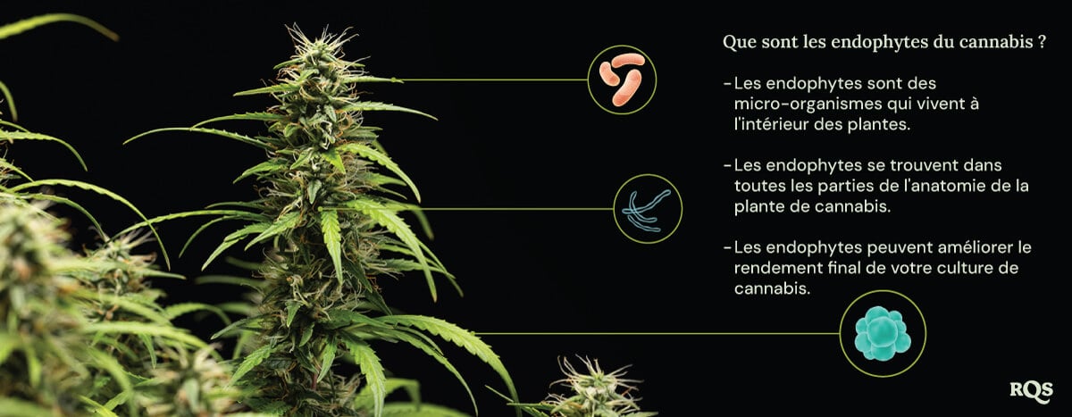 Un diagramme d'une plante de cannabis entourée de trois cercles montrant les avantages des endophytes : ils vivent à l'intérieur des plantes, habitent toutes les parties de la plante et augmentent le rendement du cannabis. Une loupe met en évidence les endophytes à l'intérieur de la plante.