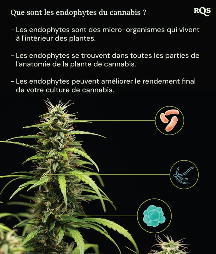 Un diagramme d'une plante de cannabis entourée de trois cercles montrant les avantages des endophytes : ils vivent à l'intérieur des plantes, habitent toutes les parties de la plante et augmentent le rendement du cannabis. Une loupe met en évidence les endophytes à l'intérieur de la plante.