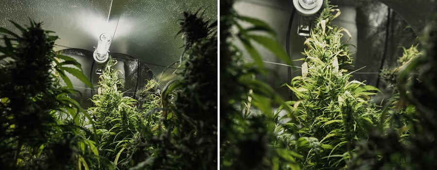 Deux images d'une salle de culture de cannabis, montrant des plantes avec des feuilles vertes et des bourgeons, éclairées par une lumière vive dans un espace petit et fermé.